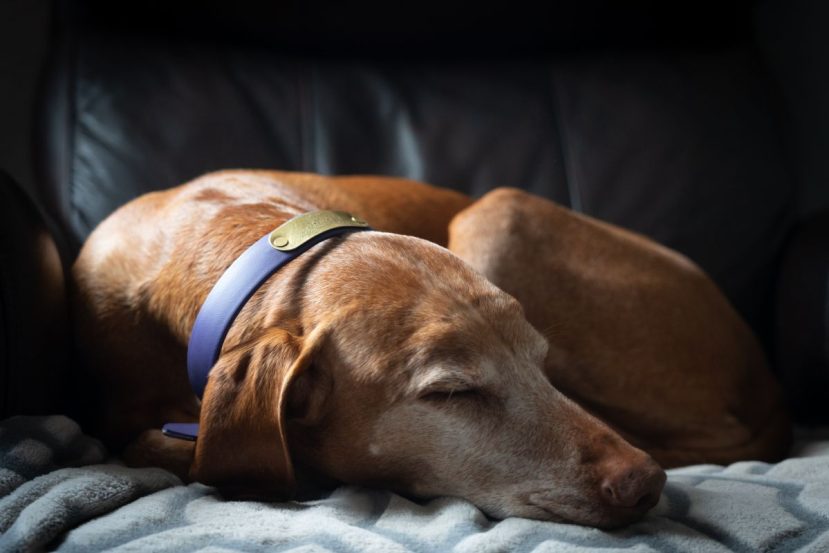Best Senior Dog Insurance In The Us In 2024