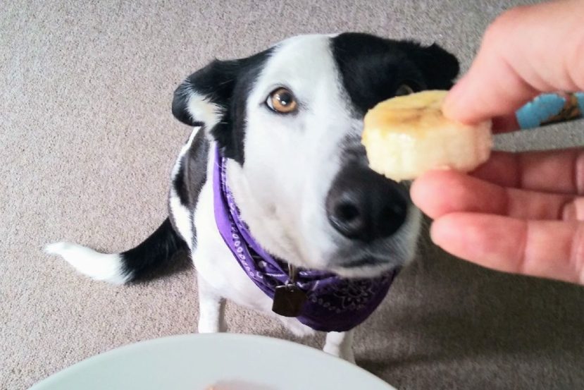 Should Senior Dogs Eat Bananas?​