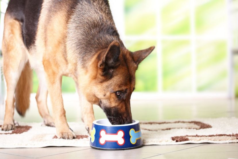 Changing senior dog's diet