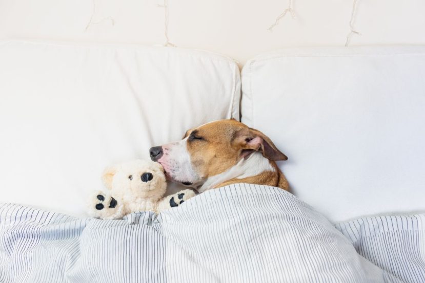 Consider New Dog Furniture
