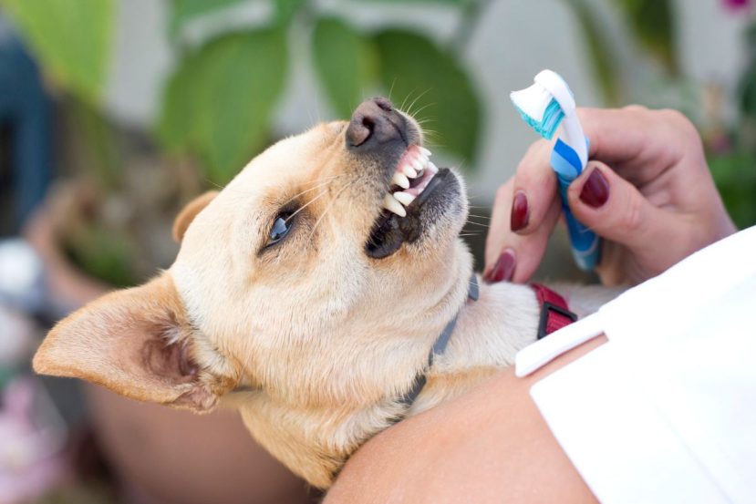 Focus On Dog Dentistry