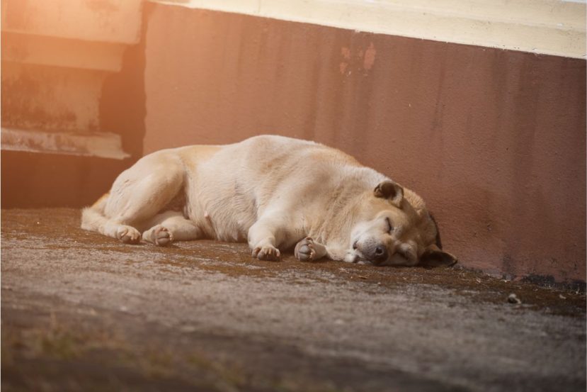 How Many Hours A Day Do Senior Dogs Sleep (Is There A Thing As Too Much Sleep For Senior Dogs?)​