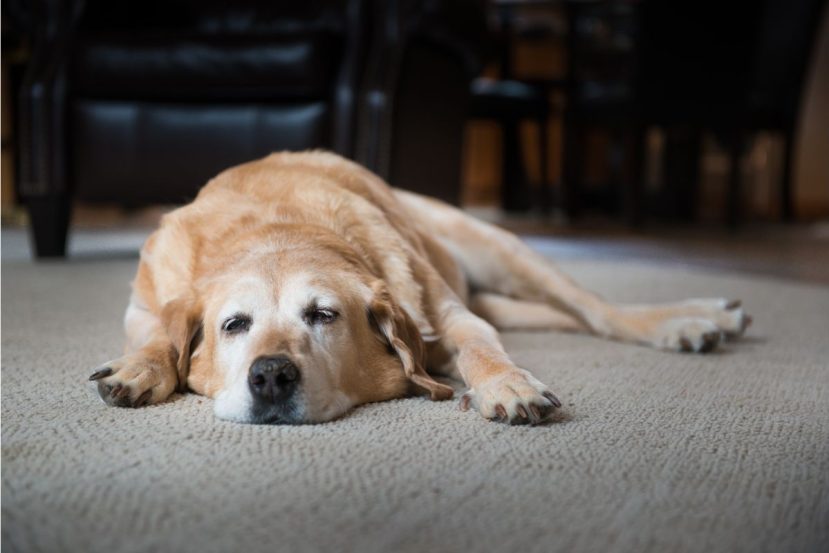How Often Should You Feed An Older Dog (Keeping Your Senior Dog Happy And Healthy)