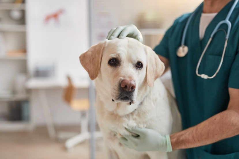 How To Manage And Treat Your Dog’s Pacing Behaviour