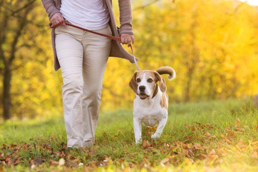 How To Recognize Your Dog's Pacing Behaviour
