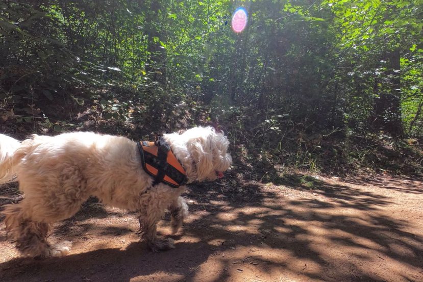 Consistency in walking a senior dog
