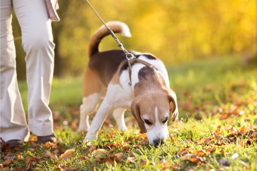 How To Walk Your Senior Dog