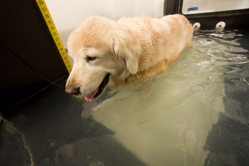 Hydrotherapy For Senior Dogs​