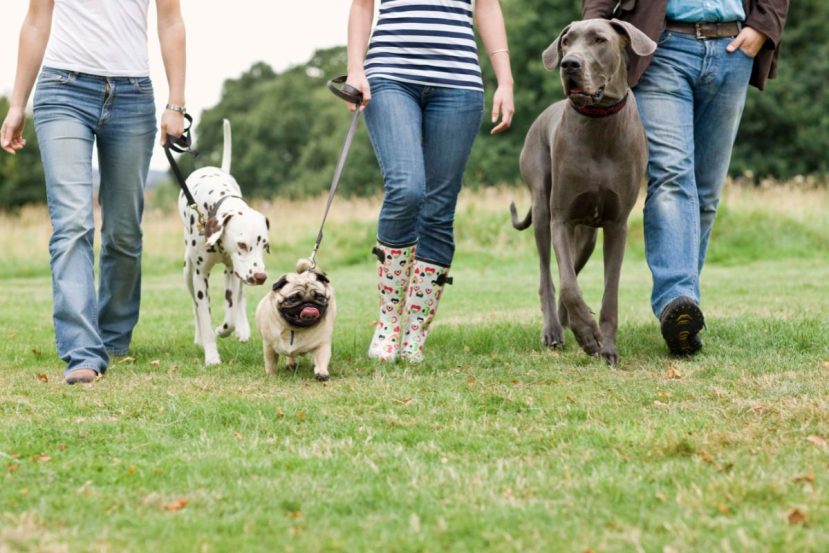 Increase Senior Dog's Social Time