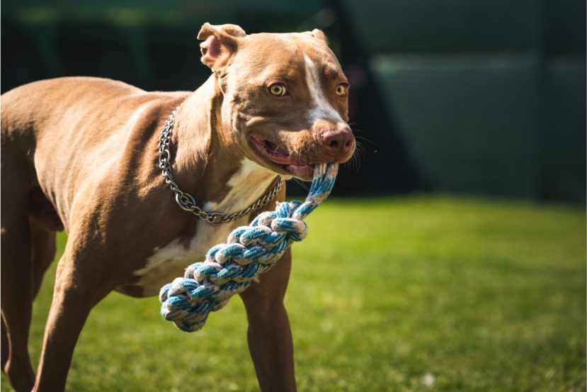 Indulge senior dogs in Cognitive Exercise