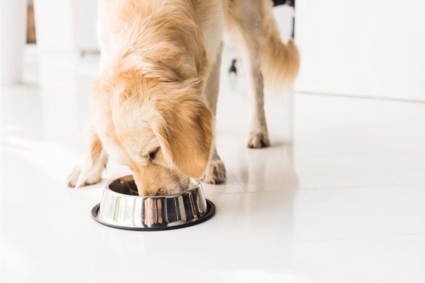 Is Senior Dog Food Necessary (Benefits Of Senior Dog Food)