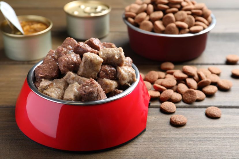 Is Wet Or Dry Food Better For Senior Dogs