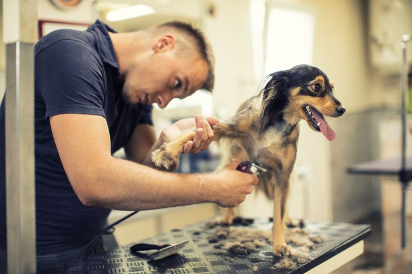 Keep Up Regular Grooming Sessions