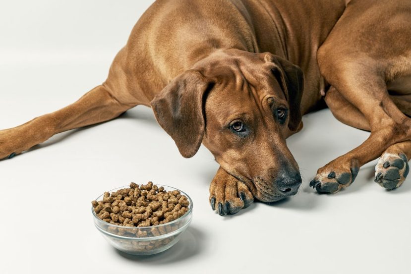 Signs And Symptoms Of Food Allergies In Senior Dogs