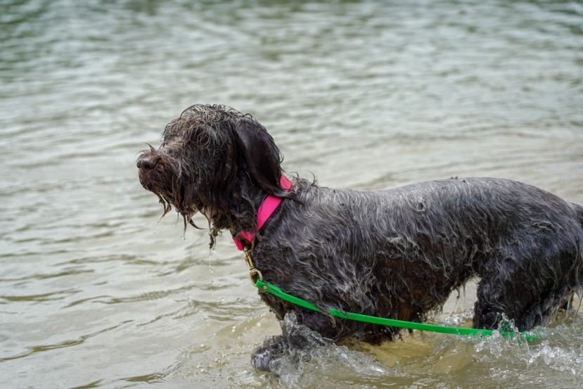 Swimming For Dogs With Arthritis And Joint Issues​