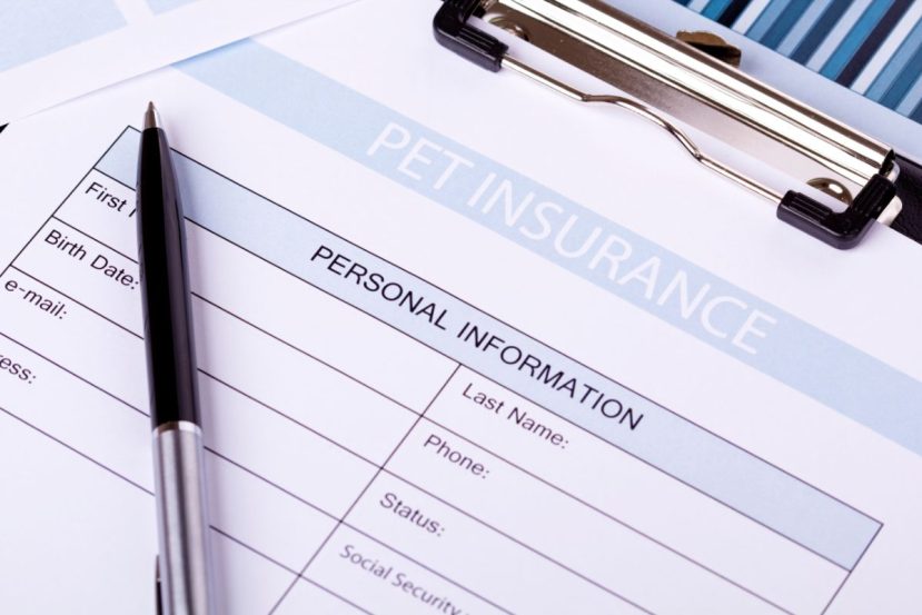Types Of Pet Insurance For Senior Dogs