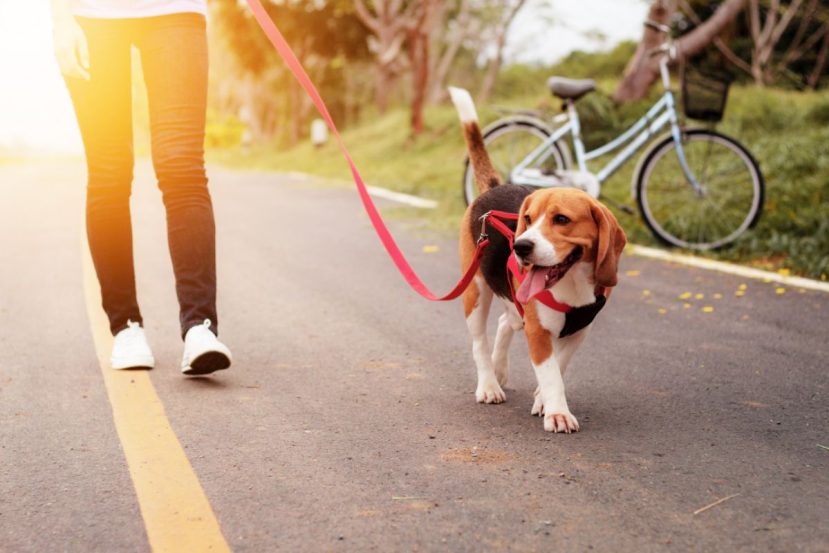 The Right Kind of Exercise for old dogs