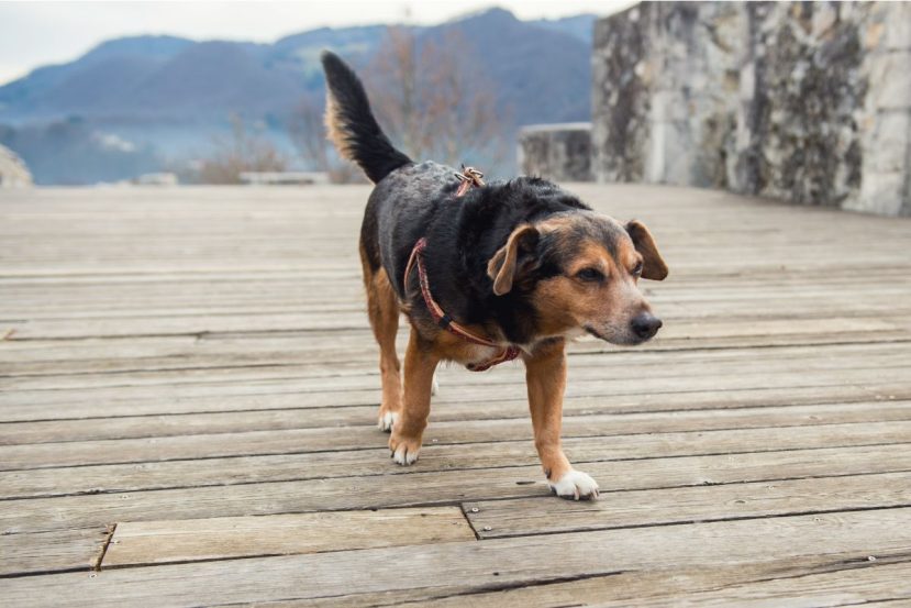 senior dog outside during the day