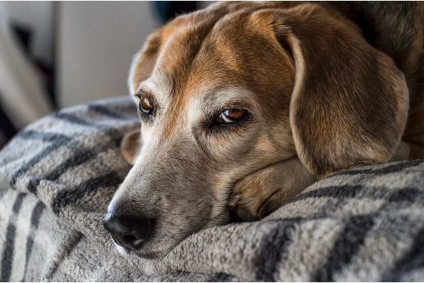 signs of aging in dogs