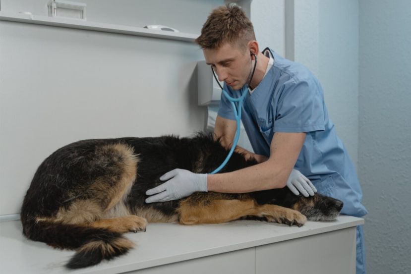 What Can I Give My Senior Dog For Diarrhea (Causes & Treatments)