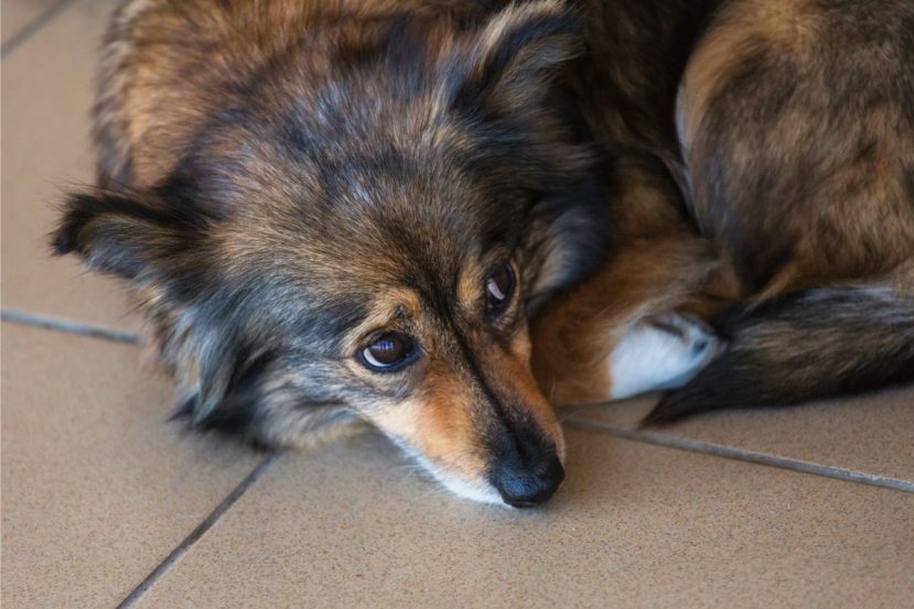 what causes an upset stomach in dogs