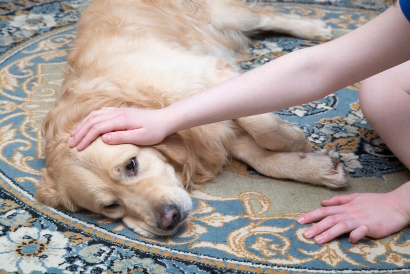 foods to feed your sick dog