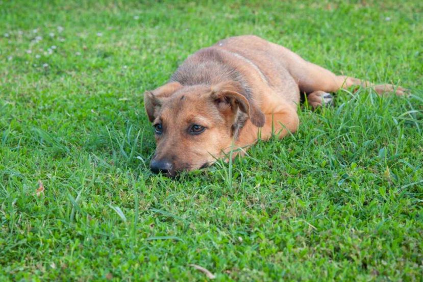 What Can I Give My Senior Dog For Upset Stomach? (Foods To Feed Your Sick Dog?)
