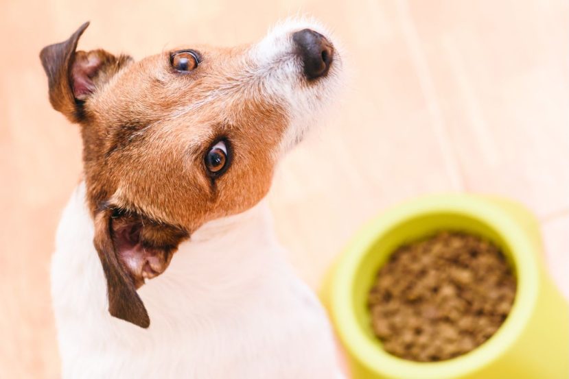 What Do You Feed A Senior Dog With No Appetite (Why Is My Old Dog Not Eating)