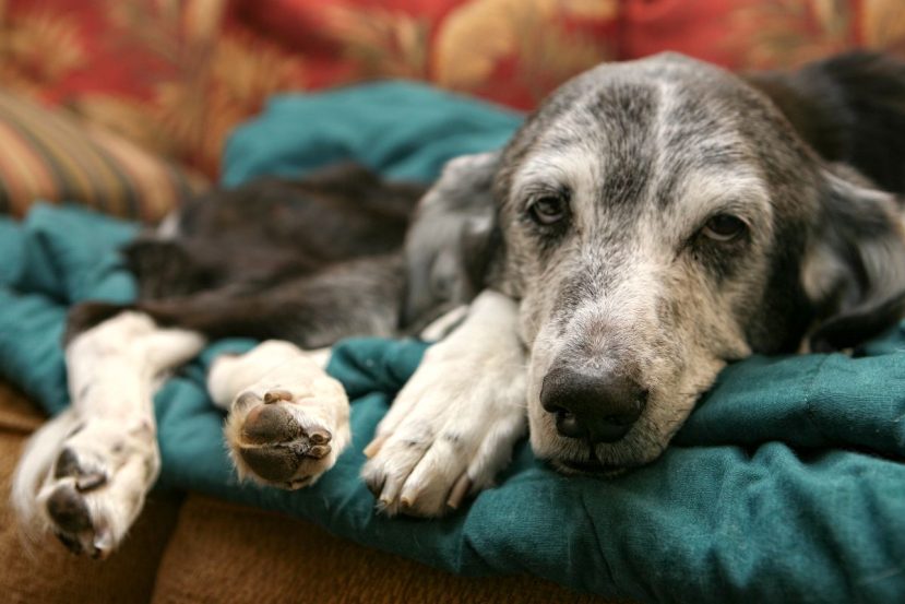 Why Do Old Dogs Get Bony? (And What You Can Do To Help)
