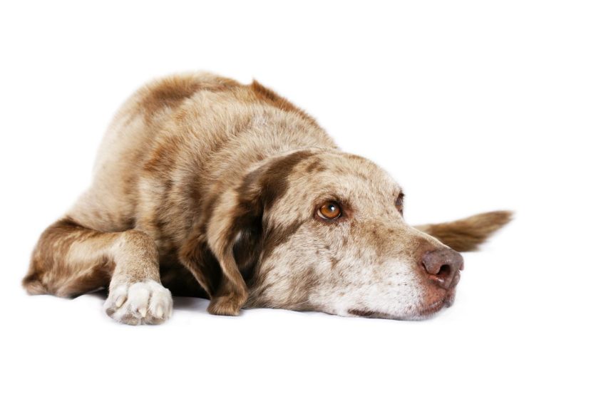 Why Do Old Dogs Get Bony? (And What You Can Do To Help)
