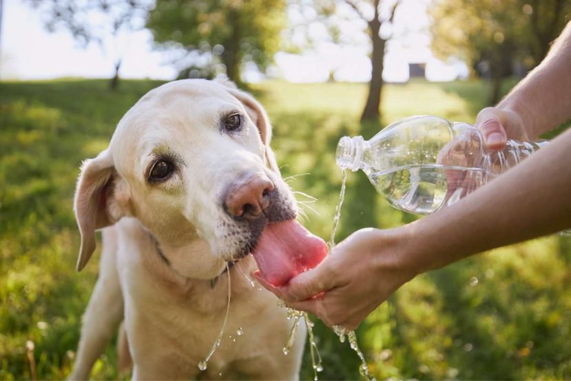Why Do Older Dogs Drink a Lot of Water
