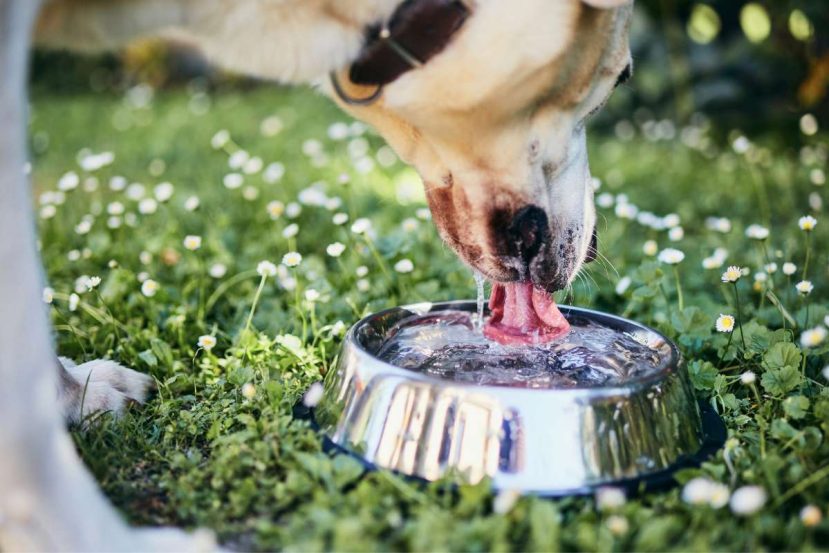 Why Do Older Dogs Drink a Lot of Water (Everything You Need to Know)