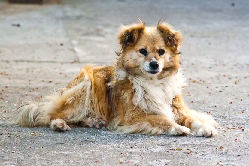 Why Does My Older Dog Smell So Bad? (What Can I Do?)