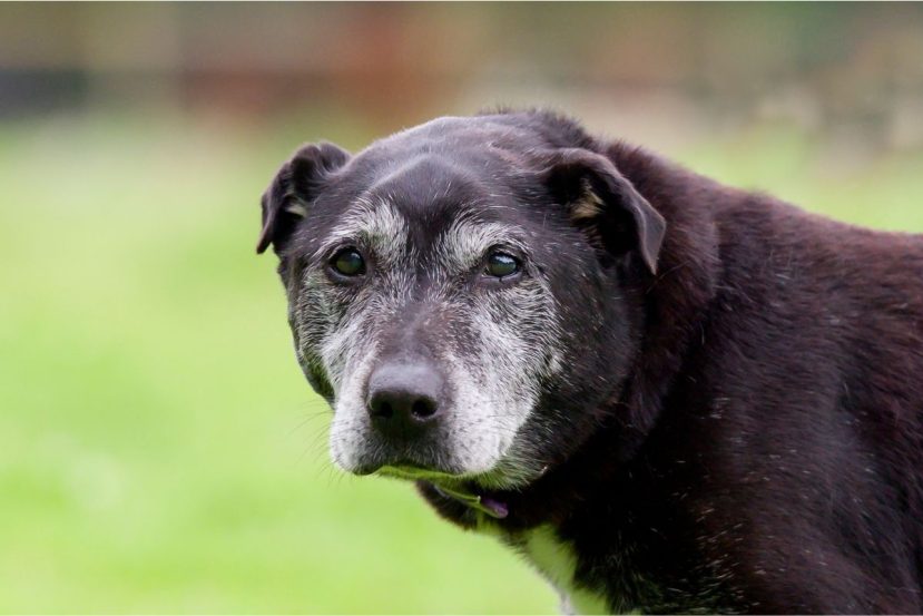 Why Does My Older Dog Smell So Bad? (What Can I Do?)​