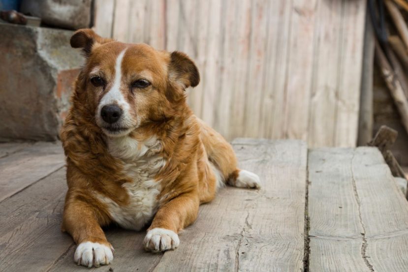Why Is My Senior Dog Trembling (Understanding Panting, Shaking & Seizures In Older Dogs)