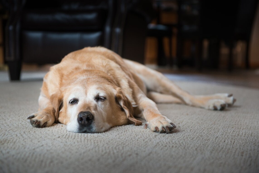 anxiety or stress in senior dogs