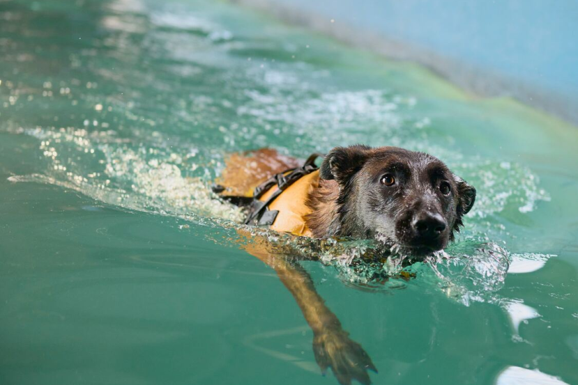 benefits of swimming for senior dogs
