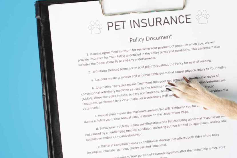 best pet insurance for senior dogs