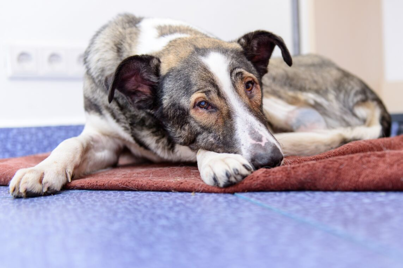 bony senior dog