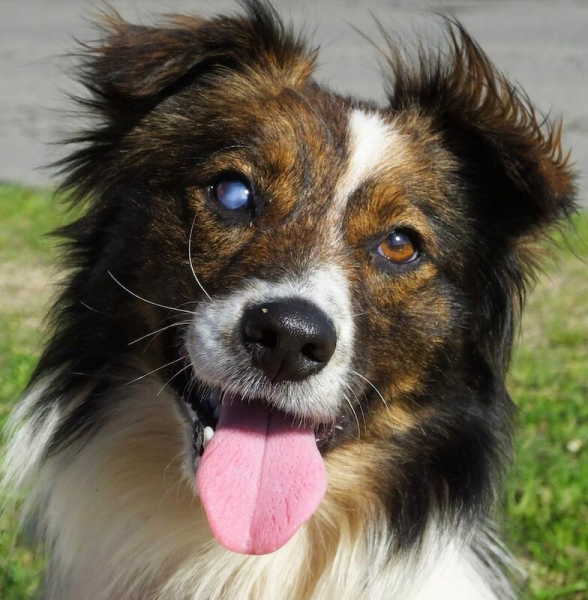 cloudy eyes and sight loss in old dogs