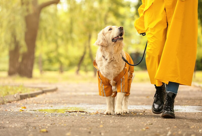 exercising senior dogs
