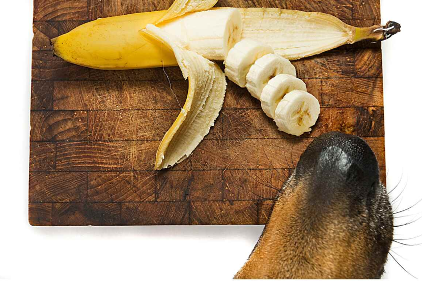 how to serve bananas to senior dogs