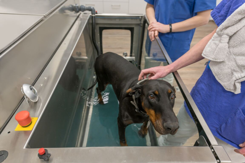 hydrotherapy for dogs using an underwater treadmill