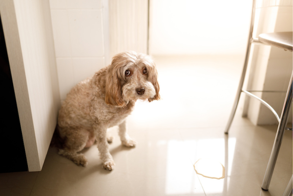 incontinence in old dogs