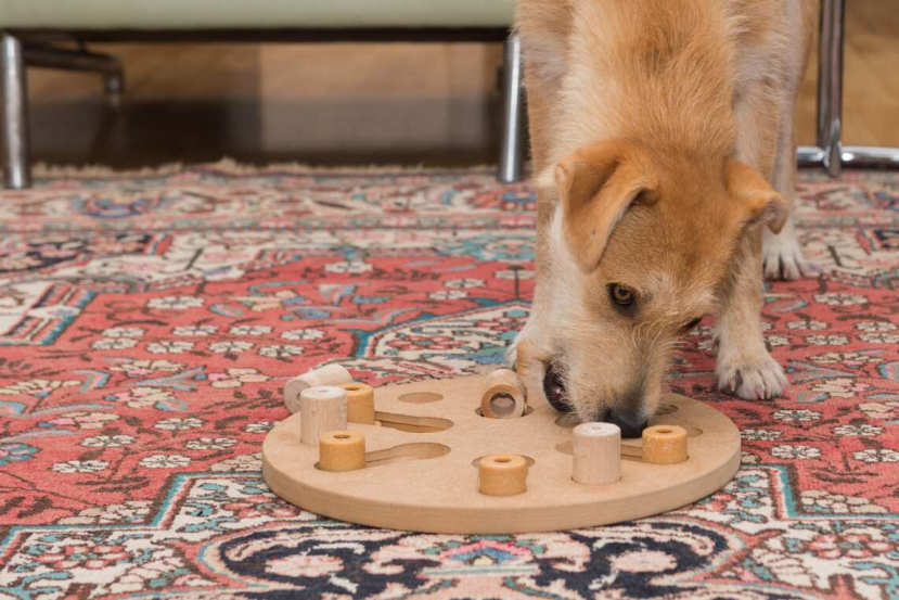 dog playing with a mental stimulation toy