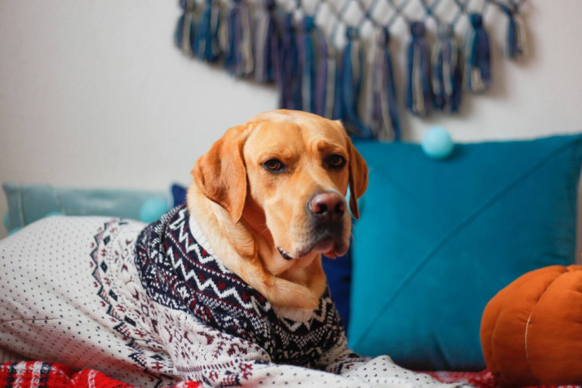 old dog in a sweater