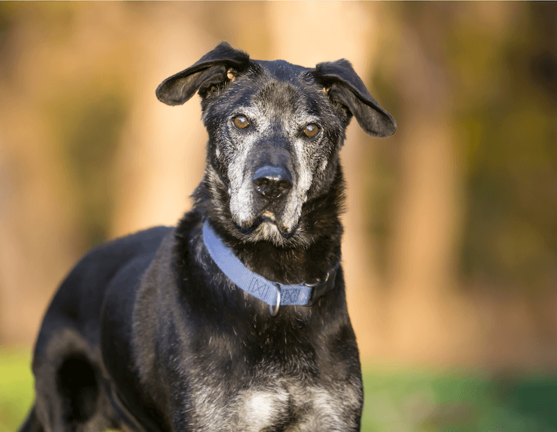 old dog with cataracts