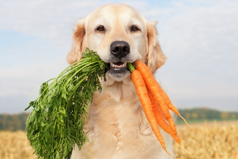 plant-based diet for dogs