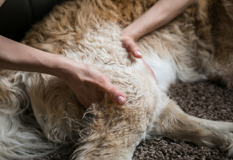post-walk massages for dogs