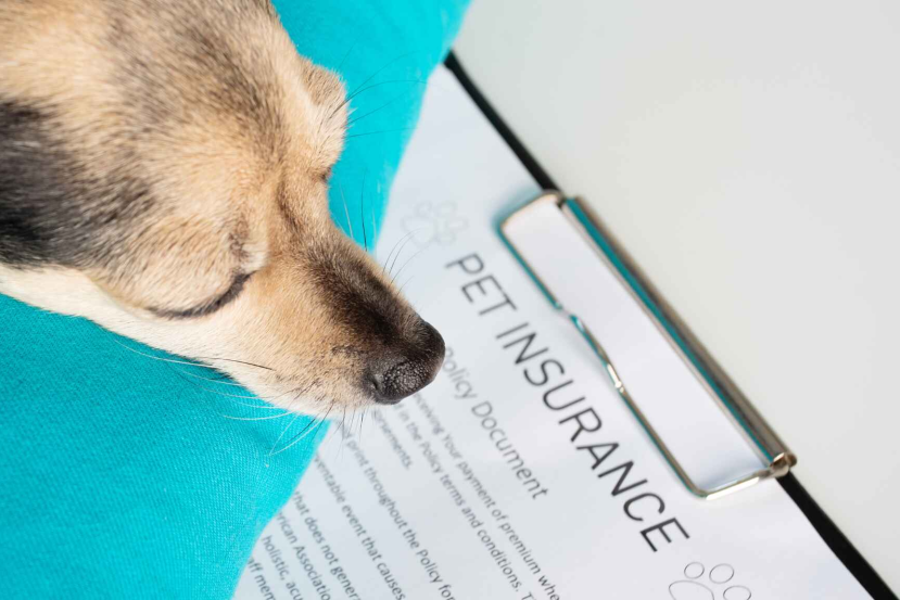 senior dog insurance
